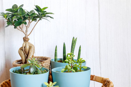 Window corner full of house plants.の写真素材