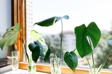 propagating Swiss Cheese Plant , Philodendron Monstera in water.の写真素材