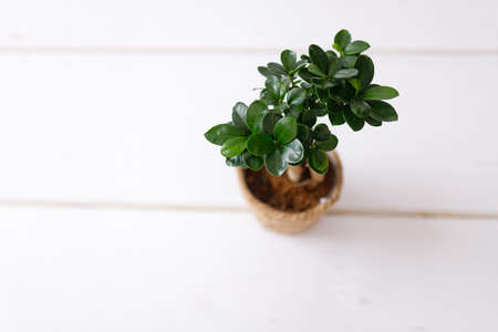 Small bonsai ficus microcarpa ginseng plant on a white backgroundの写真素材