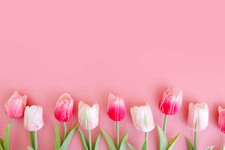 Bouquet of pink tulips flowers on pastel pink background