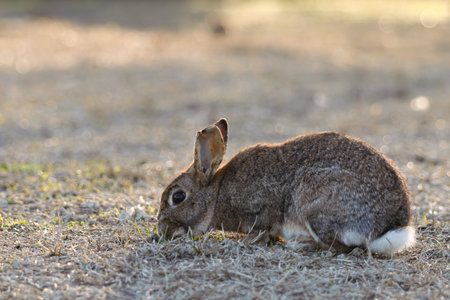 Wild Rabbit Resting Peacefully on Mossy Ground in Soft Natural Light Outdoors.