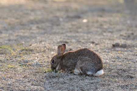Wild Rabbit Resting Peacefully on Ground in Soft Natural Light Outdoors.