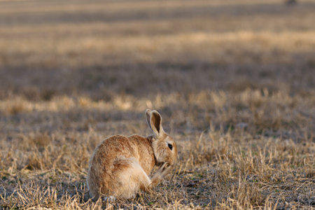 Wild Rabbit Resting Peacefully on Ground in Soft Natural Light Outdoors.