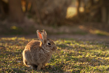 Wild Rabbit Resting Peacefully on Mossy Ground in Soft Natural Light Outdoors.