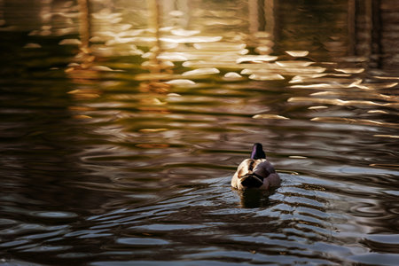 Male Mallard Duck Floating Gracefully on Rippling Waterの写真素材