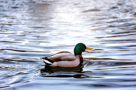Male Mallard Duck Floating Gracefully on Rippling Waterの写真素材