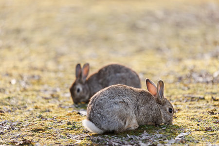 Wild Rabbit Resting Peacefully on Mossy Ground in Soft Natural Light Outdoors.の写真素材