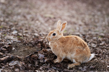 Wild Rabbit Resting Peacefully on Mossy Ground in Soft Natural Light Outdoors.の写真素材