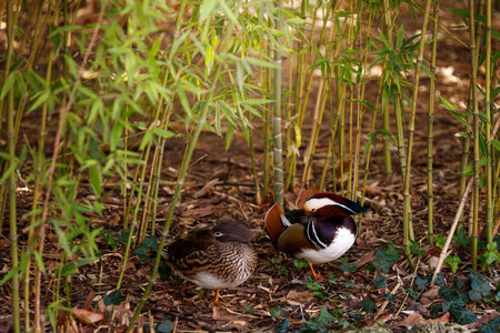 Male Duck Floating Gracefully on Rippling Waterの写真素材