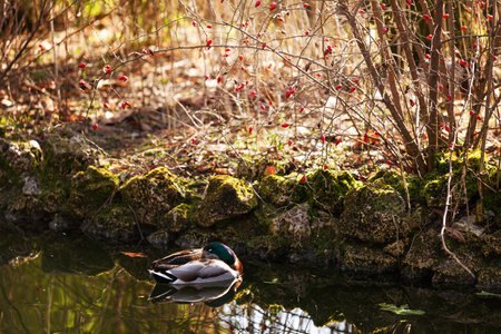 Male Mallard Duck Floating Gracefully on Rippling Waterの写真素材