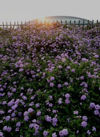 Purple flowerの写真素材