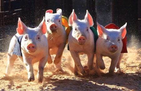 Racing Pigsの素材