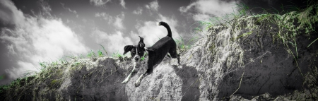 Pooch in flightの素材