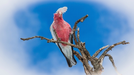Galah perchingの素材