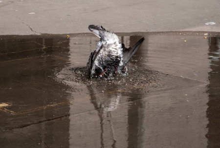 Alone Pigeon bird dipper dipping in shallow water from the ground, The image was taken in frozen action.の写真素材