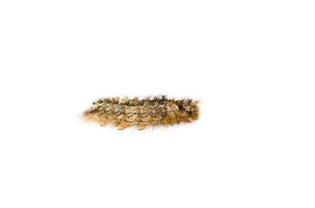 Brown Furry Caterpillar isolated on white background.