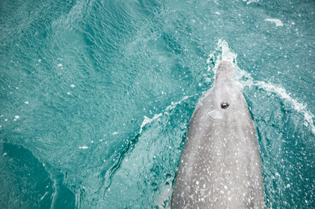 Dolphin in top view with blowhole above the water.の写真素材
