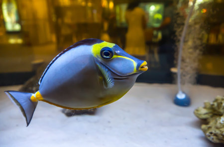 Pacific orange spine unicornfish or naso tang fish in a clear water fish tank.の写真素材
