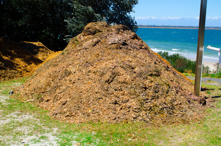 Pile of farmyard manure  mixture of dung and urine of farm animals along with litter and left over material from roughages or fodder fed to the cattle.の写真素材