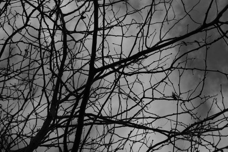 The pattern of Tree branches close up in black and white color.
