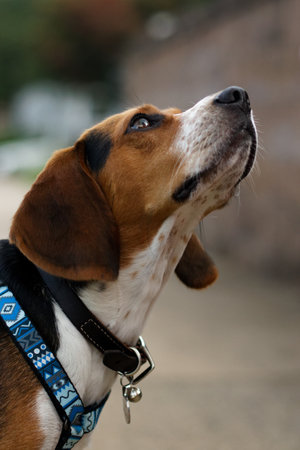 Playful beagle gazing up in half-profile view, mouth gently closedの写真素材
