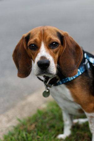 Close-up portrait of a friendly beagle wearing a brown collar and blue harness, looking directly at...