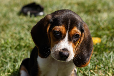 Little puppy beagle sitting on the grass outside with floppy earsの写真素材