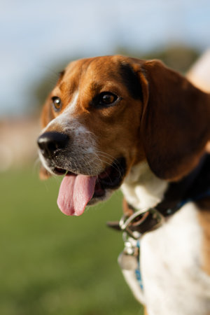 Close-up of a happy beagle dog outdoors, showing a half-profile head position with its tongue out,...