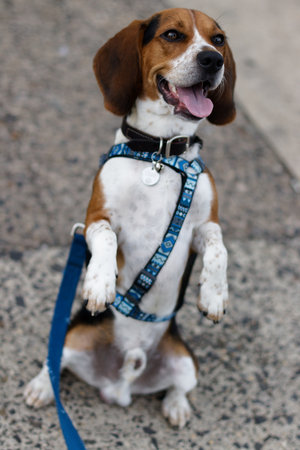 Cheerful beagle dog standing upright during a walk, wearing a blue harness and leash, with a joyful expression that captures its playful and friendly personality.の写真素材