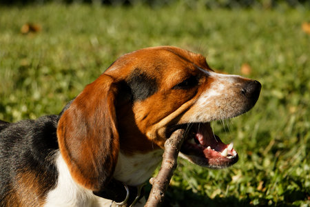 Close-up of a beagle dog outdoors on a sunny day, holding a stick in its mouth. Only the head is visible in an almost profile view, capturing the dogâs playful and attentive expression.の写真素材