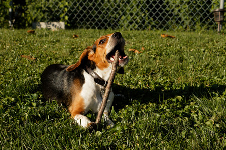 Beagle dog outdoors in a grassy backyard, chewing on a stick. The image captures a playful and...