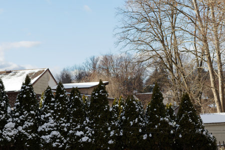 Scenic view of snow-covered evergreen trees with a backdrop of houses and a clear winter sky. The image captures the peaceful beauty of a snowy landscape.の写真素材