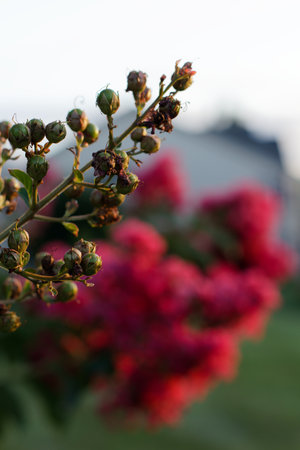 Close-up of crepe myrtle buds in sharp focus, with the plantâ€™s flowers softly blurred in the...