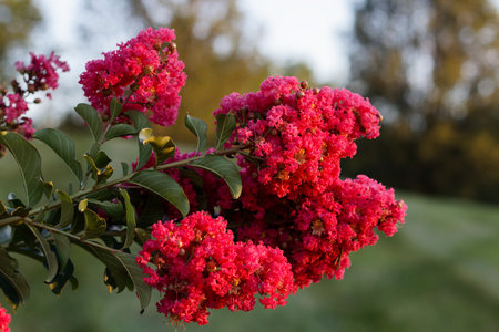 Close-up of crimson crepe myrtle flowers and green leaves in sharp focus, photographed from a profile angle. The background is softly blurred, highlighting the vibrant colors and details of the blossoms.の写真素材