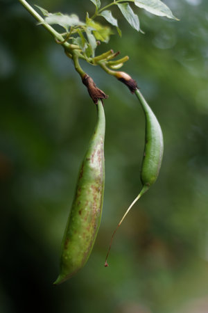 Close-up of two green seed pods hanging from a plant branch, sharply focused against a soft, blurred green background, highlighting their texture and natural growth.の写真素材