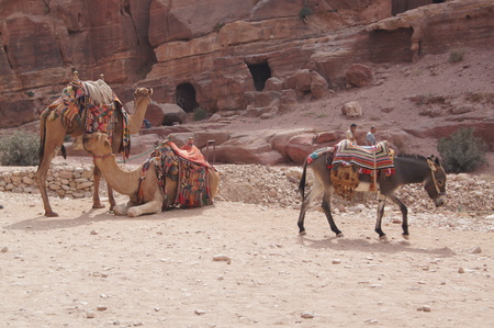 Two camels and a donkey rest on a sandstone cliff.のeditorial素材