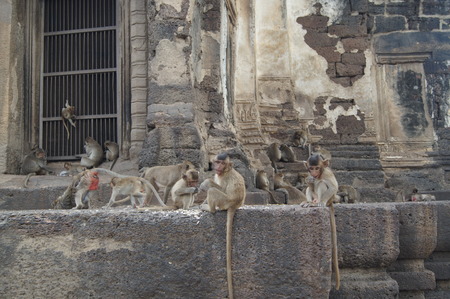 Many monkeys sit in the Temple of Lopburi in Thailand.
