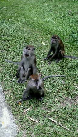 Three Monkeys on the Field の素材