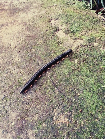 Huge black Millipede の素材