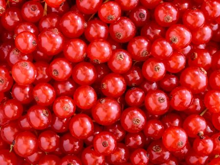 Red currants textureの写真素材