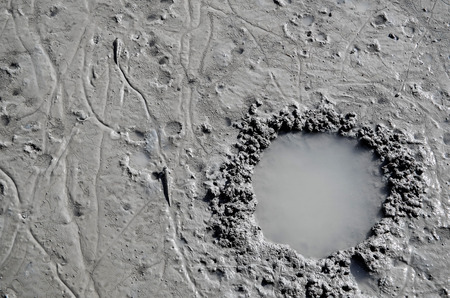 the close up of mudskipper hole
