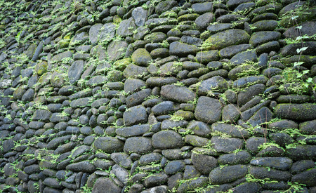 the high wall made from stone that full of green moss and weedの写真素材
