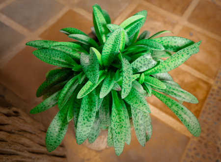 one kind of Thai herb that growing in cold weatherの写真素材