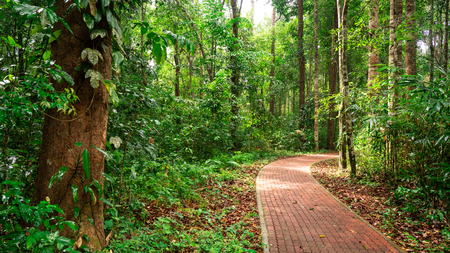 a long footpath in the jungle people can walk through and go arround.の写真素材