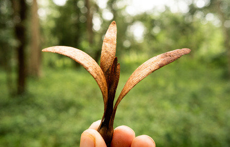seed of the Dipterocarpus flying down to the ground.の写真素材