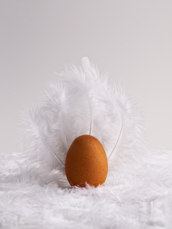 Egg on a feather bedの写真素材