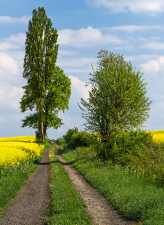 Rural road, blue sky and treesの写真素材