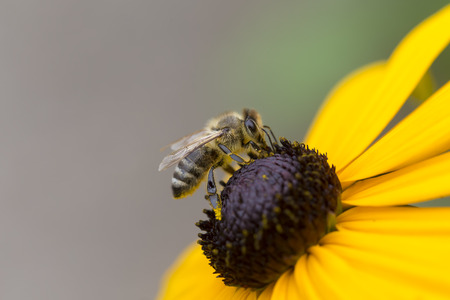 Honey Bee - Close Up