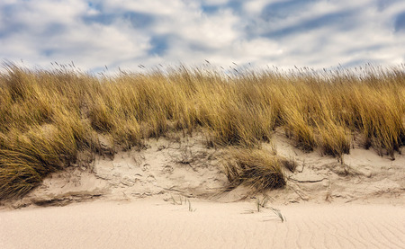 Beach Grass - Syltの写真素材
