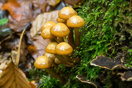 Fungus on Tree stump
